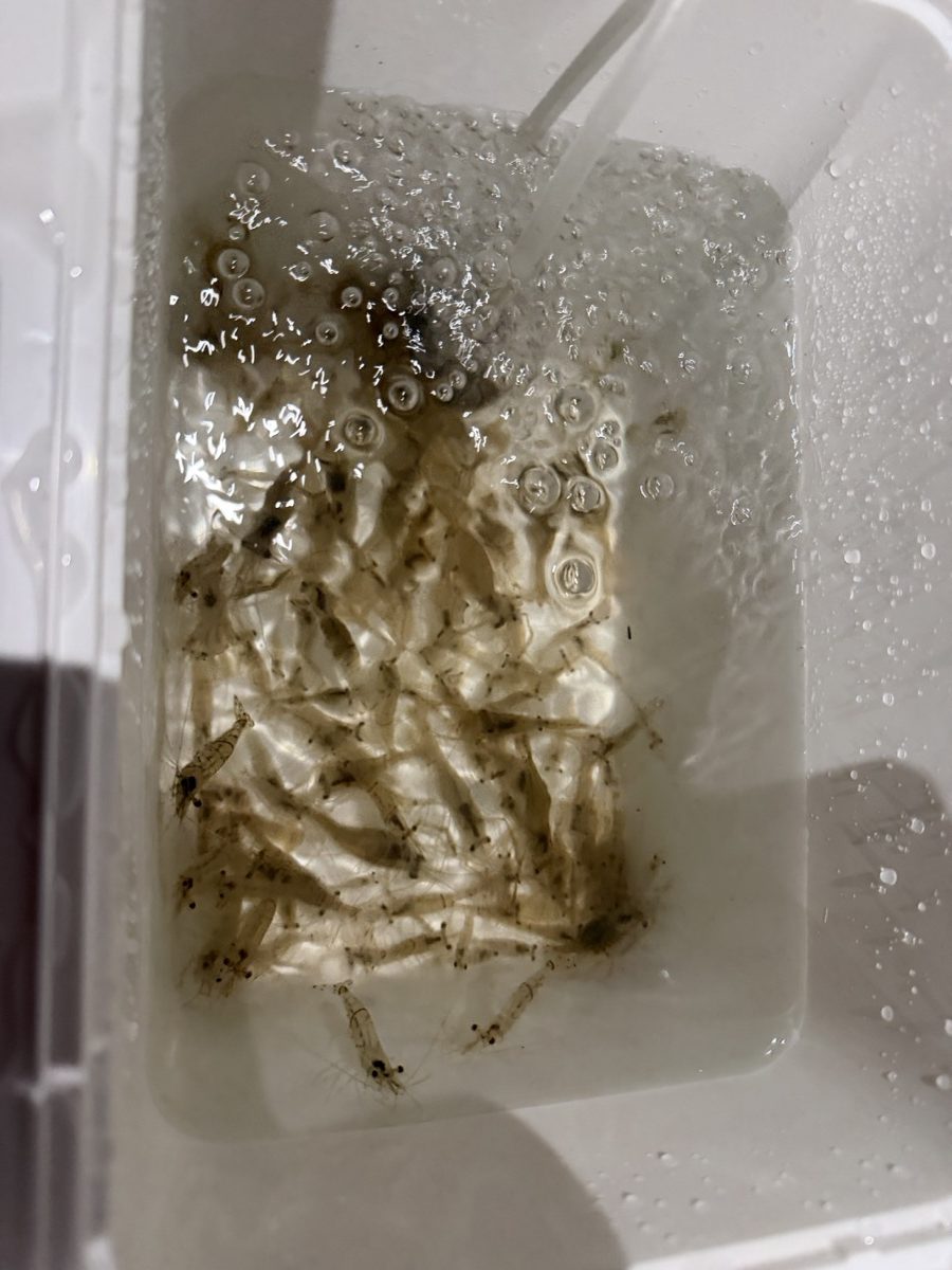 泥抜き中の大漁のテナガエビ（手長エビ）