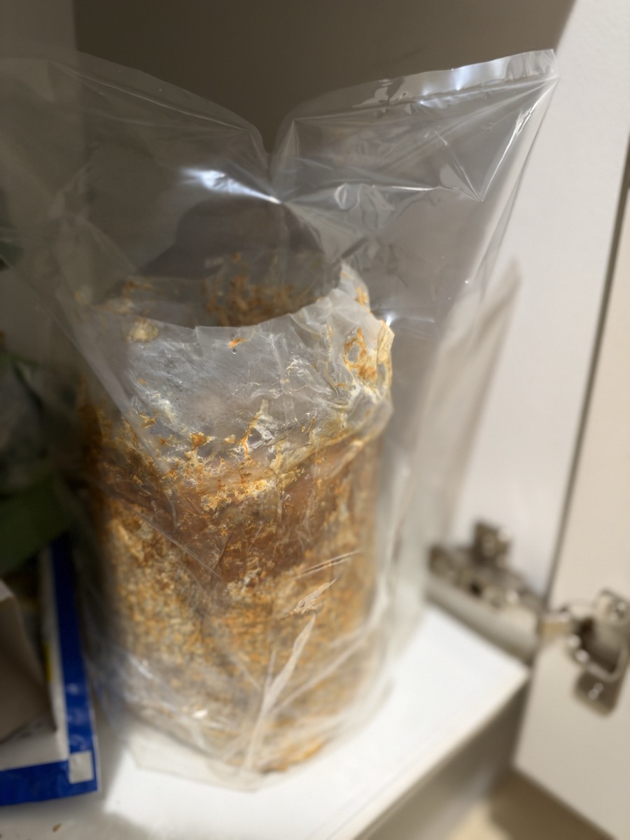 棚の中に置いたなめこの菌床